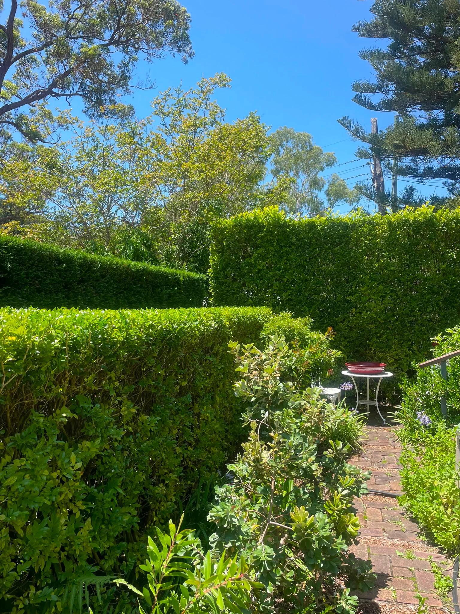 Pruning & Shaping