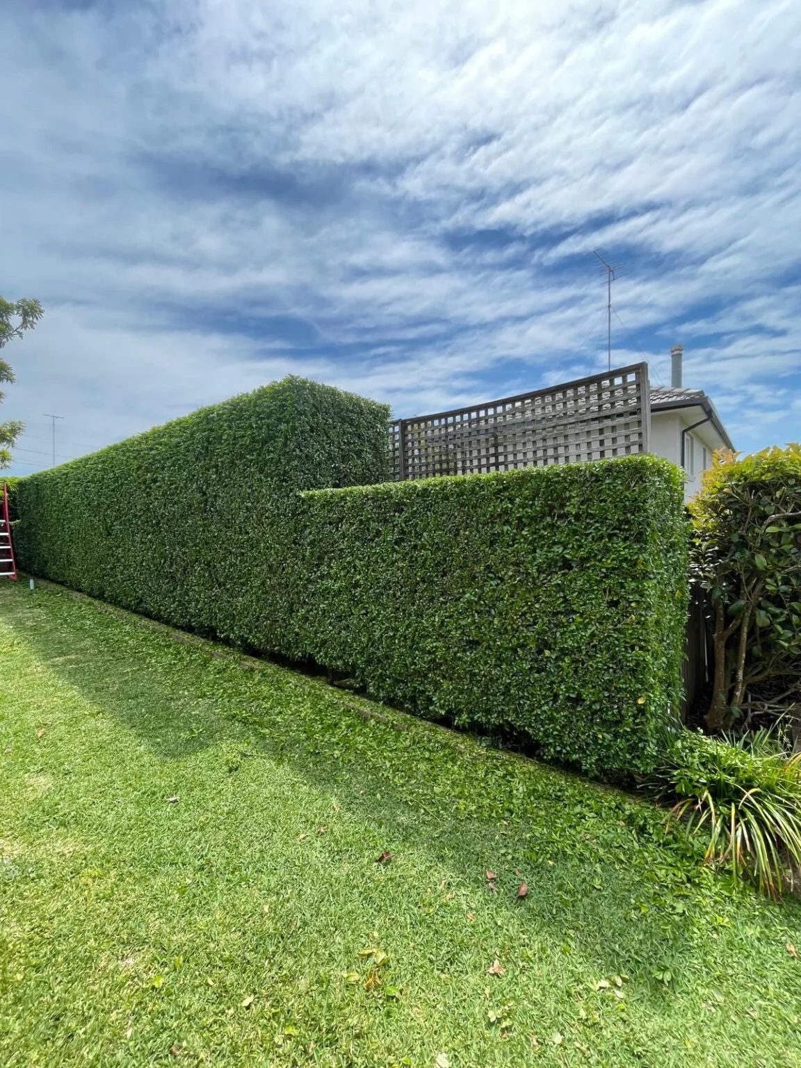 gardening transformation